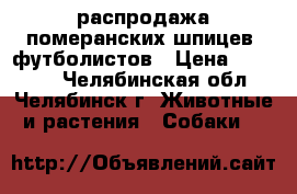 распродажа померанских шпицев -футболистов › Цена ­ 12 000 - Челябинская обл., Челябинск г. Животные и растения » Собаки   